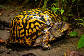 Eastern Box Turtle