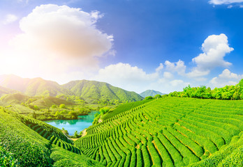 Fototapeta premium Green tea mountain at sunset,tea plantation background.