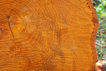 Tree Rings on a Crosscut End of a Log