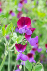 Sweet Pea Garden Flowers
