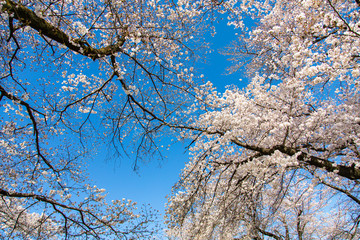 桜の花と青空
