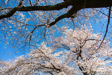 桜の花と青空
