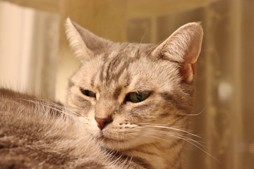 すまし顔の猫アメリカンショートヘアー