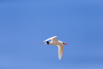 Re-tail Tropical Bird