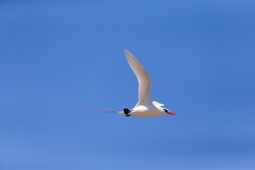 Re-tail Tropical Bird