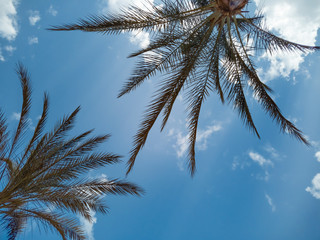 Fototapeta na wymiar Palm trees on background of tropical blue sky with white clouds. Branches of coconut palms.