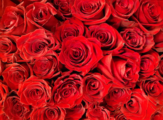 Red Roses background. Selective focus