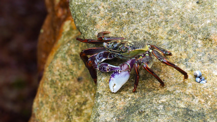 Crab - colourful
