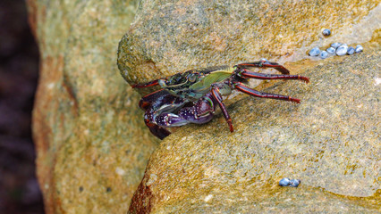 Crab - colourful