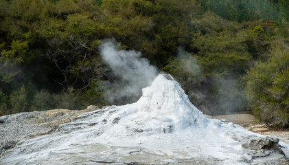 Lady Knox geyser and trees in New Zealand