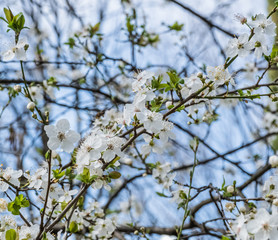 a branch with white flowers of a cherry tree