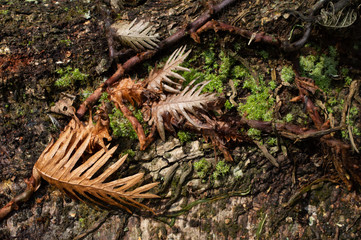 Mossy Oak Background on a Log