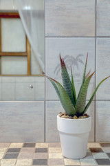 Aloe plant and pot decoration in a bathroom