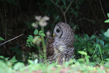 Barred Owl_8877