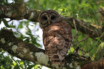 Barred Owl_8919
