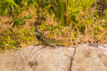 Close up of a large green iguana on the rock