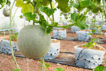 Japanese green cantaloupe with green leaves background in field. Fresh melon on tree in garden....