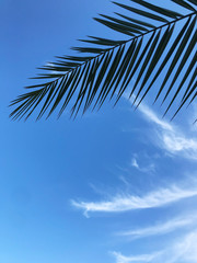 Fototapeta na wymiar Palm leaf against blue sky background.
