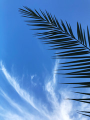 Palm leaf against blue sky background.