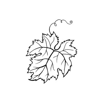 Vector leaf design. Hand drawn minimalism style vector illustration.