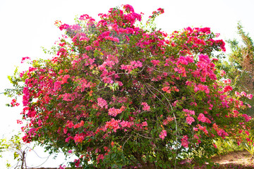 Fototapeta na wymiar Beautiful red flowers on the island of Sri Lanka.