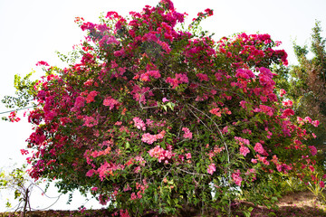 Fototapeta na wymiar Beautiful red flowers on the island of Sri Lanka.