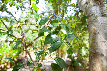 Vanilla winds on a tree in Sri Lanka.