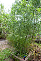 Euphorbia tirukalli grows in Sri Lanka.