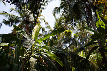 Palm leaves and trees in the jungle of Sri Lanka.