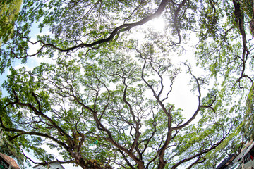 Beautiful branches of trees stretch to the sky.