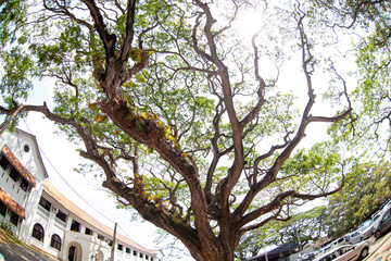 Beautiful branches of trees stretch to the sky.