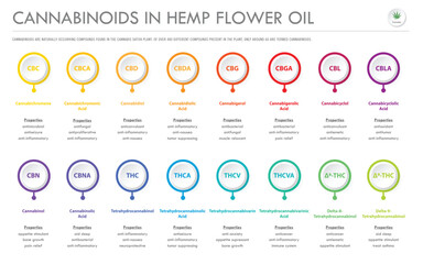 Cannabinoids in Hemp Flower Oil horizontal business infographic illustration about cannabis as herbal alternative medicine and chemical therapy, healthcare and medical science vector.