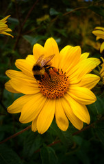 bee on yellow flower
