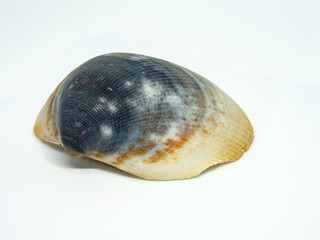 Blue green brown shell of clam isolated on white