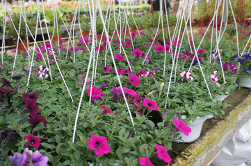 Fototapeta na wymiar Petunia flowers are planted in pots for sale. The vase can hang and make these flowers a beautiful ornament.