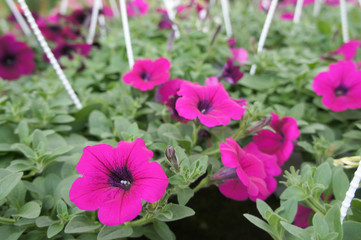 Fototapeta premium Petunia flowers are planted in pots for sale. The vase can hang and make these flowers a beautiful ornament.