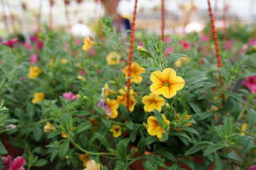 Petunia flowers are planted in pots for sale. The vase can hang and make these flowers a beautiful ornament.