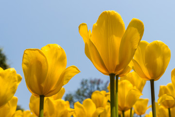 yellow tulips on background of blue sky
