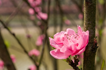 pink magnolia flowers