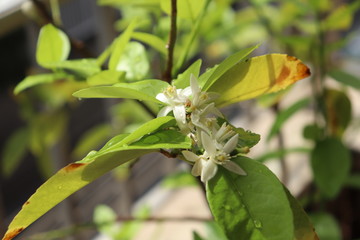 Sisilian lemon tree has several white blossoms on apartment balcony.