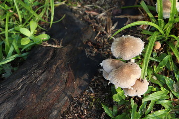 White mushroom in tree trunk