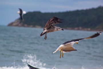 seagull in flight