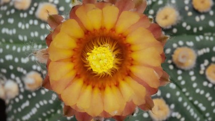 Yellow Colorful Flower Timelapse of Blooming Cactus Opening / 4k fast motion time lapse of a blooming cactus flower.