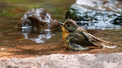 Female Hill Blue Flycatcher bathing in waterhole looking into a distance