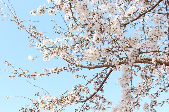 Cherry blossom