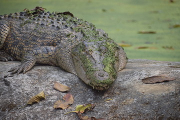 crocodile in the water