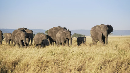 Fototapeta premium shot of an elephant herd in serengeti np