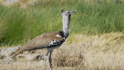 kori bustard at serengeti national park in tanzania
