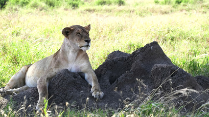 lioness on a termite mound looks towards the camera in serengeti