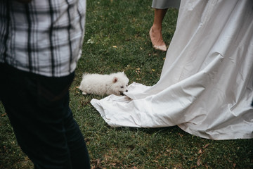  A beautiful bride in a wedding dress and a little white dog